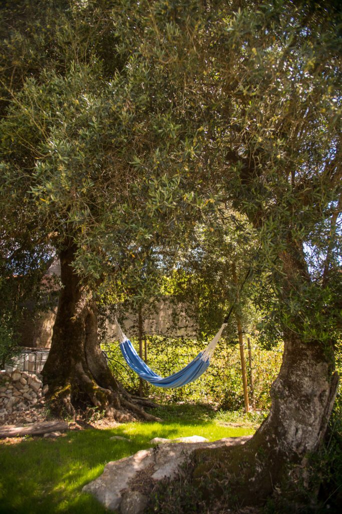 View of the Hammock between old Olive trees